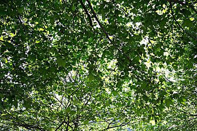 《黑神话：悟空》官网猴哥形象改变 模型细节被玩家吐槽